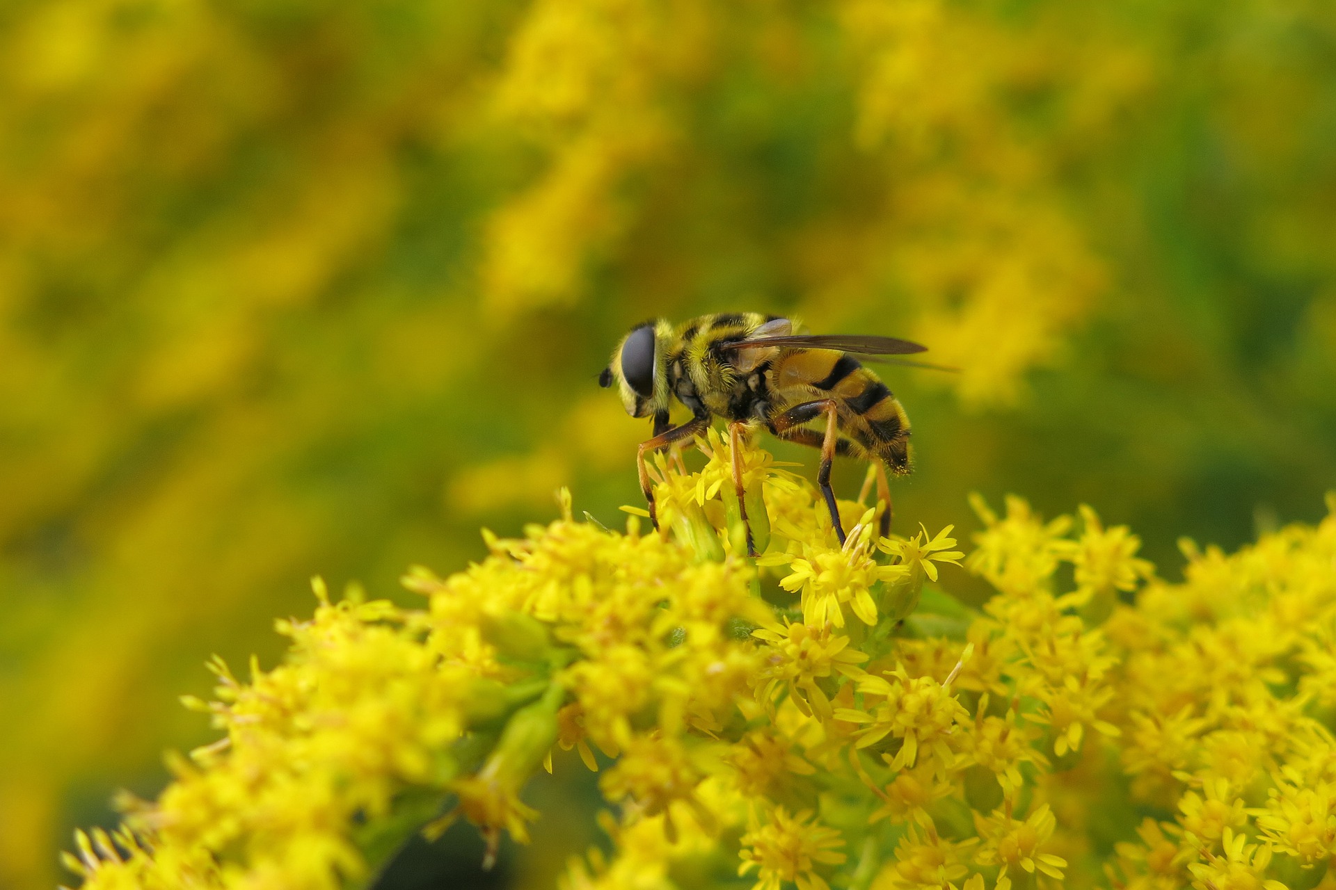 goldenrod